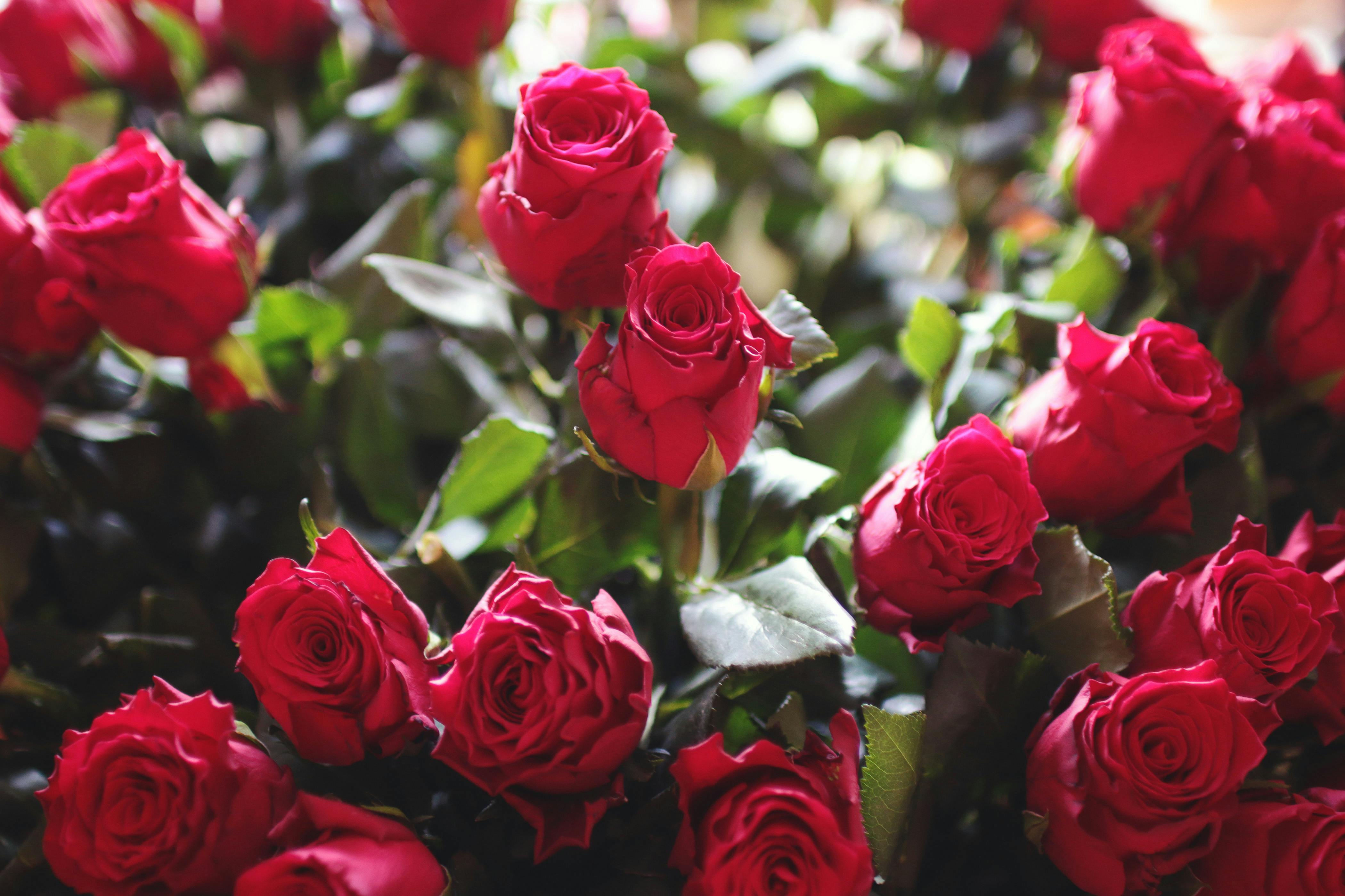 fill the frame photography of red roses · free stock photo