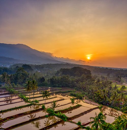 Free A breathtaking sunset over rice terraces in Banten, Indonesia showcasing nature's beauty. Stock Photo