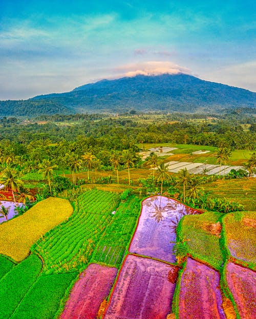 Aerial Photography of a Paddy Field