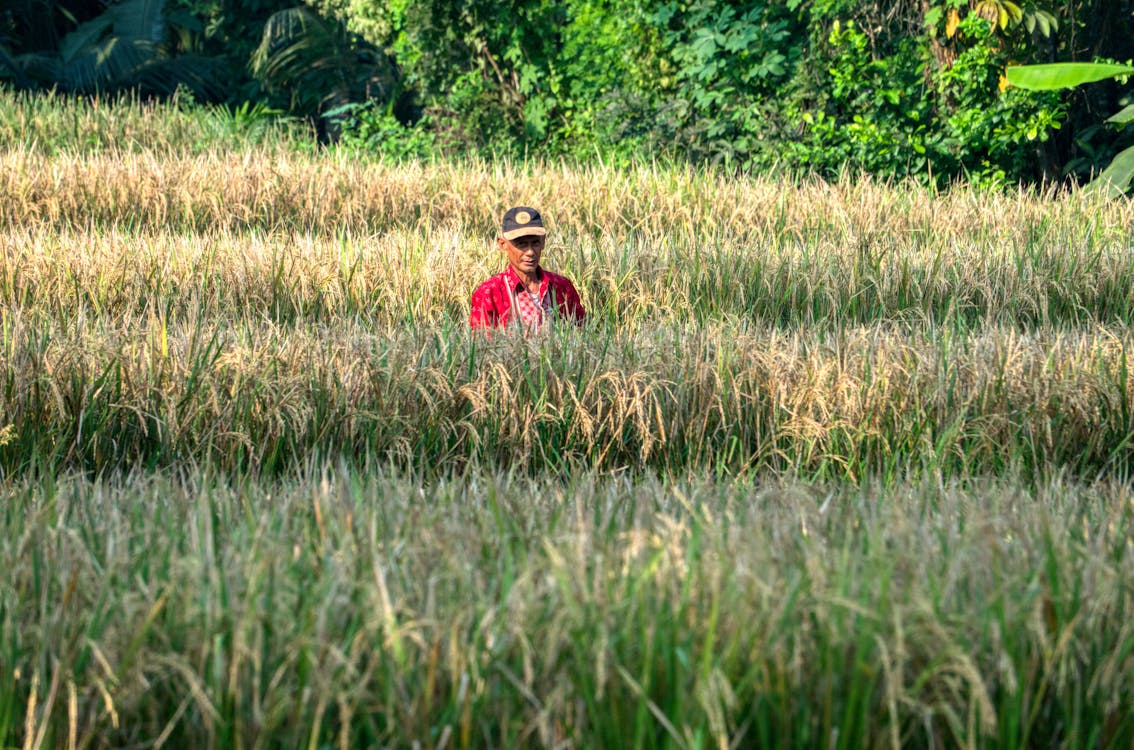 An Elderly Man Standing on a Wheat Field