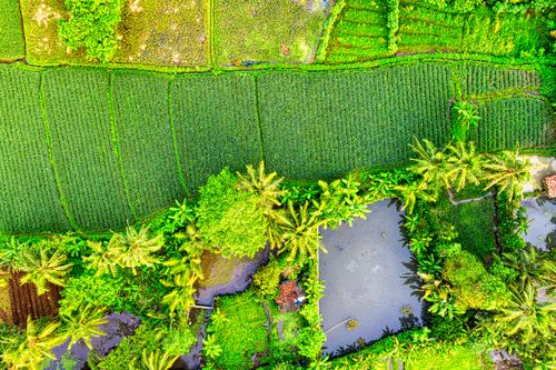 Free Aerial view showcasing the vibrant green farmland and ponds in Banten, Indonesia. Stock Photo