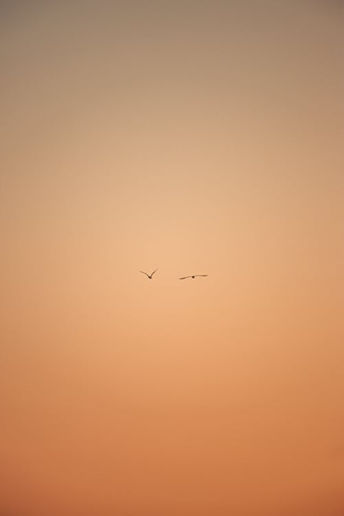 Silhouette of birds in distance spreading wings on orange sky while flying in sunset time in evening in nature outside