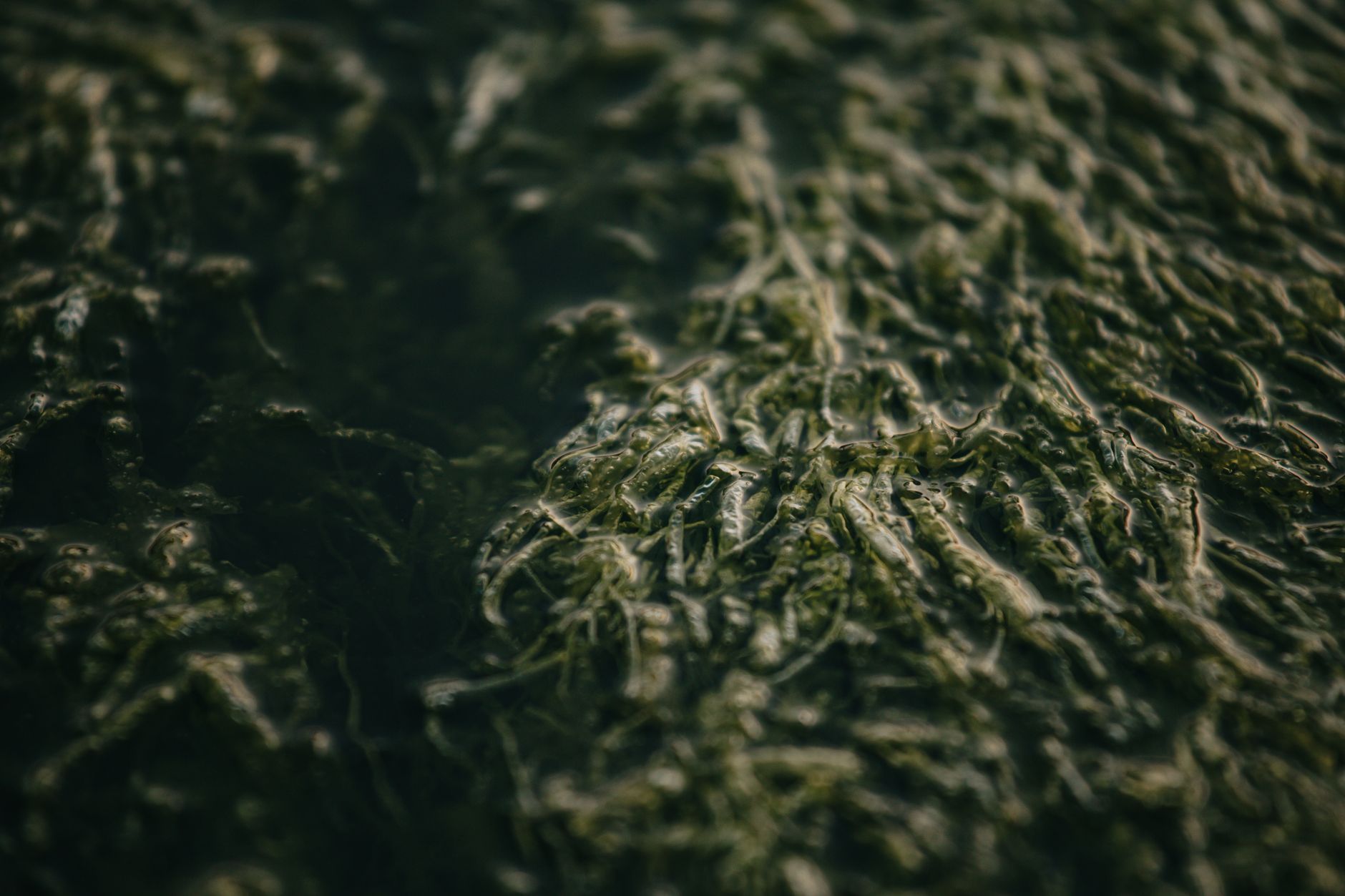 Green sea plants with fragile leaves illustrating the macroalgae species behind many seaweed foods and kelp-based thyroid products
