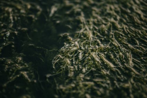 Free From above of plants with thin wavy leaves on blurred background in daylight Stock Photo