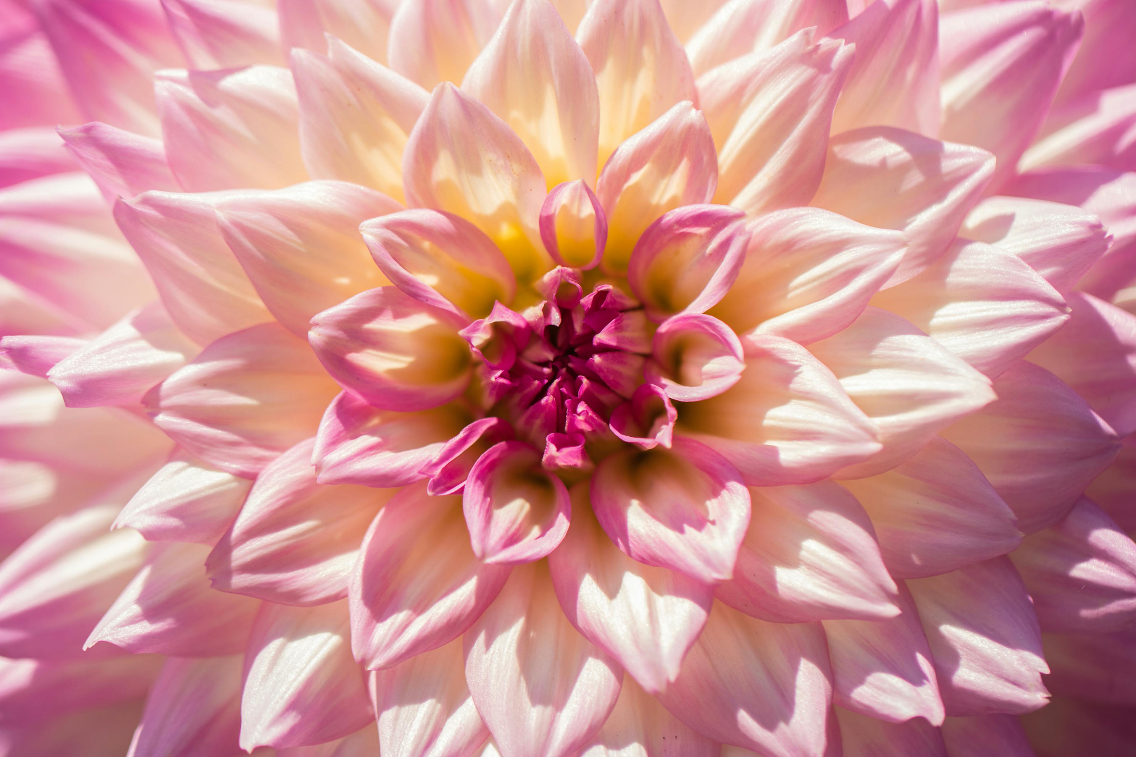 A detailed close-up of a blooming pink dahlia flower with vibrant petals.