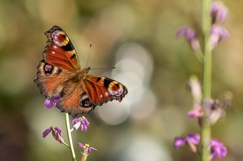 бесплатная неглубокий фокус бабочки павлина Стоковое фото