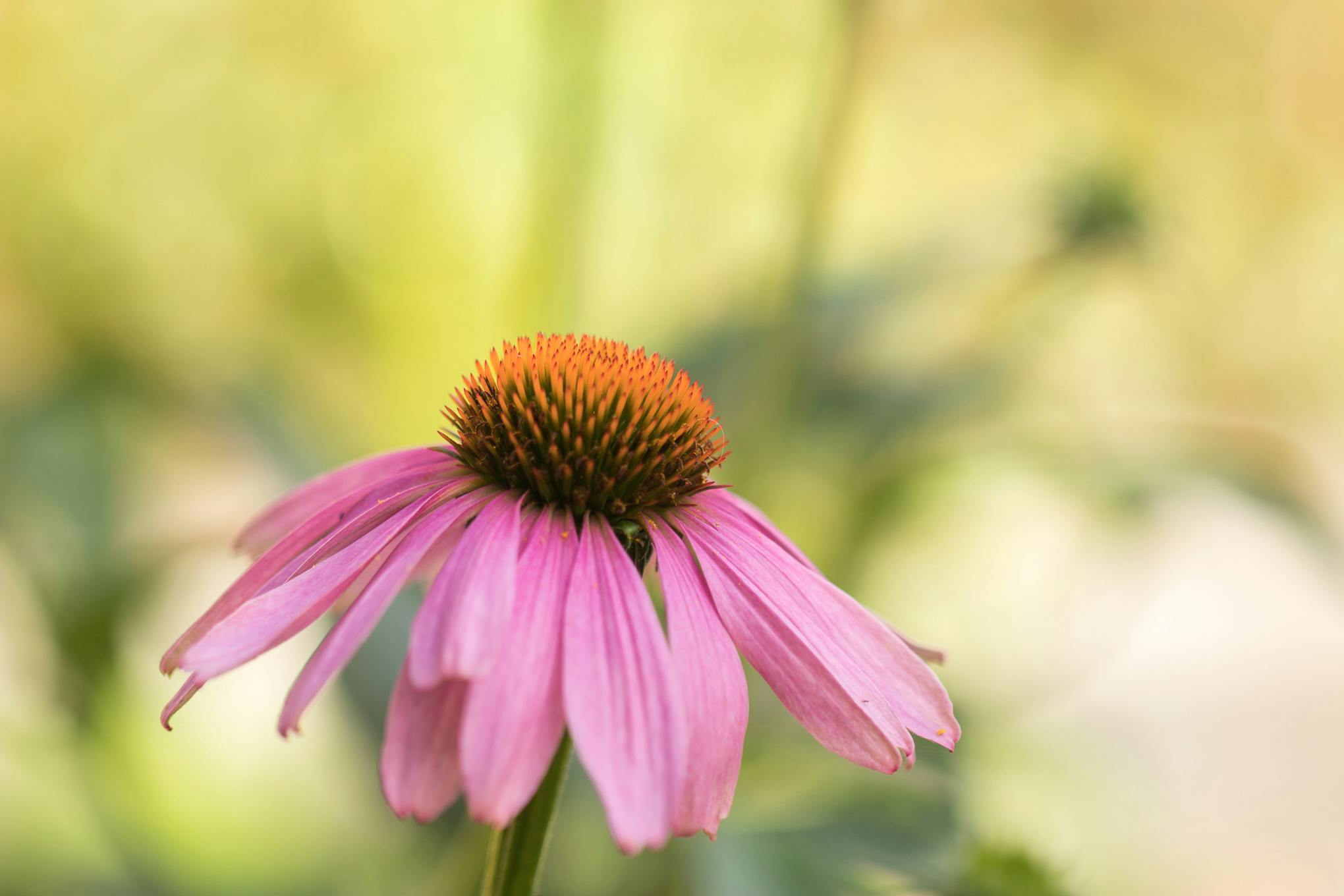Pink coneflower with butterflies