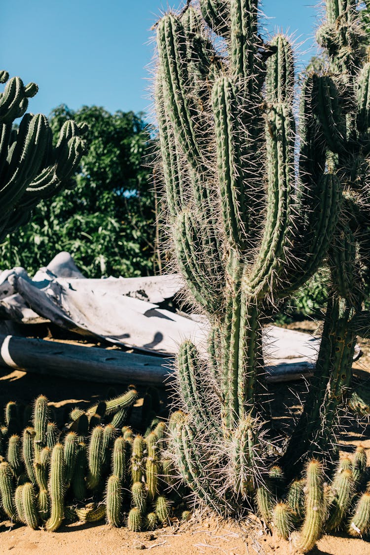 Assorted Cacti With Prickly Stems In Botanical Garden