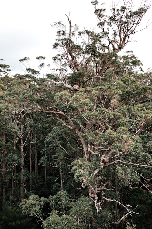 Foto d'estoc gratuïta de a l'aire lliure, alt, arbre