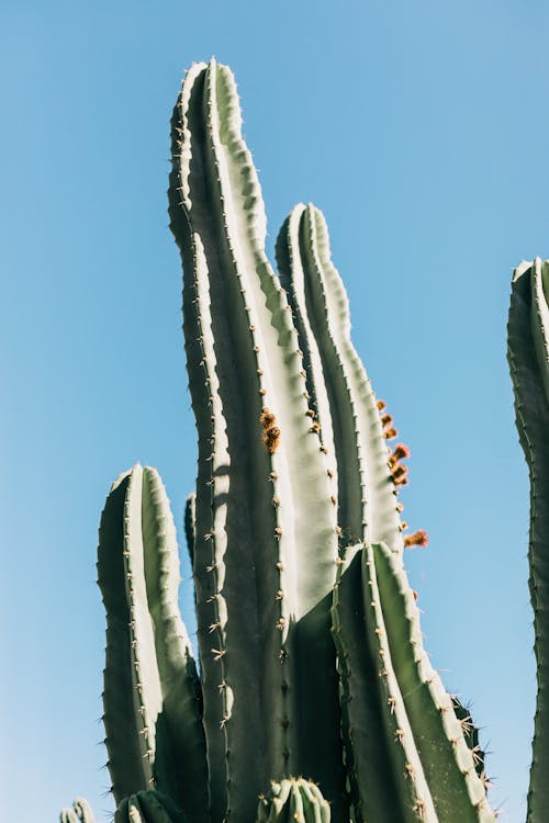 High green cactus under blue sky in sunlight