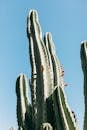 High green cactus under blue sky in sunlight