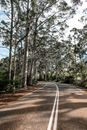 Empty wavy roadway with marking lines between overgrown trees under cloudy sky in sunlight