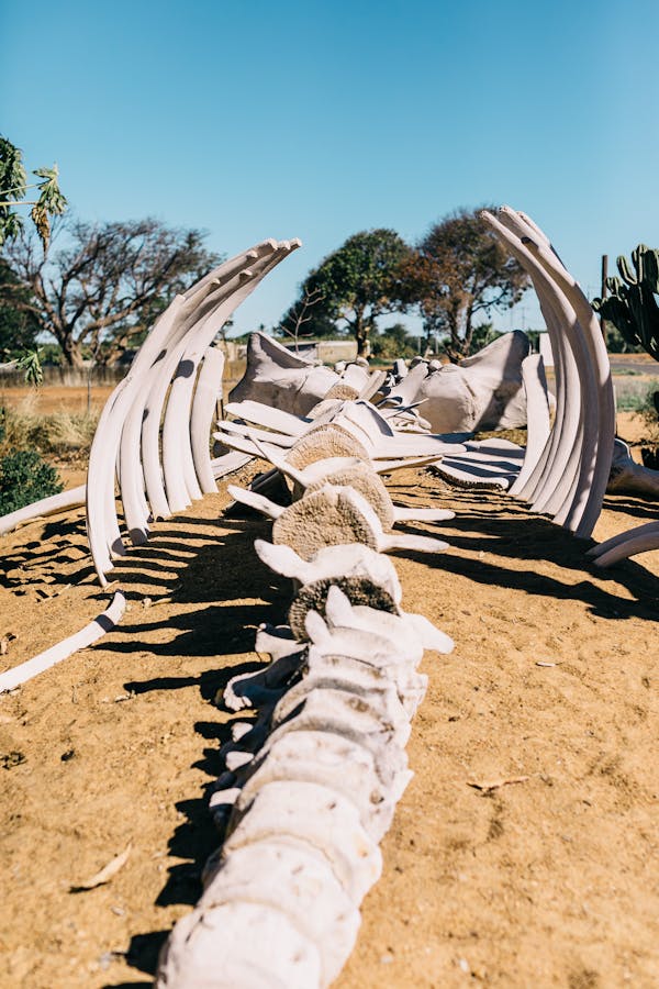 Whale skeleton on sandy land in desert