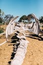 Whale skeleton on sandy land in desert