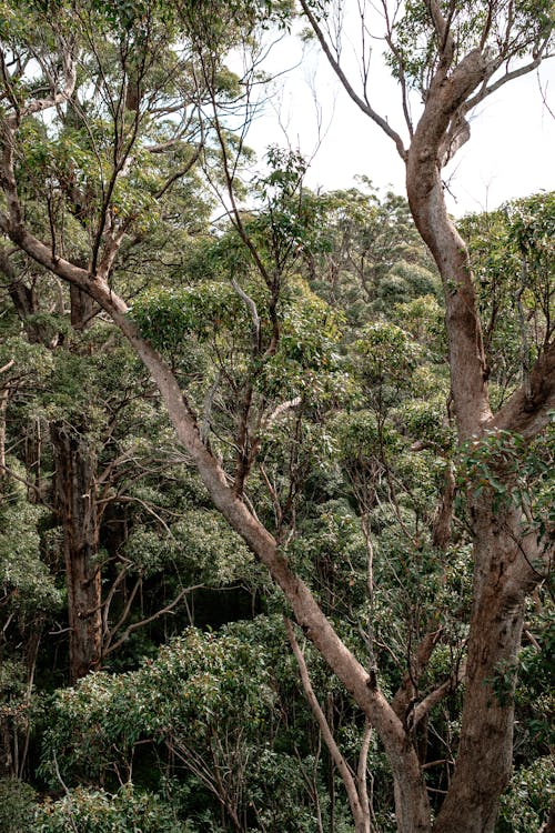 Lush trees in woods on summer day