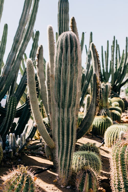 Collection of high green cacti with thick prickly stalks growing on dry terrain on sunny day