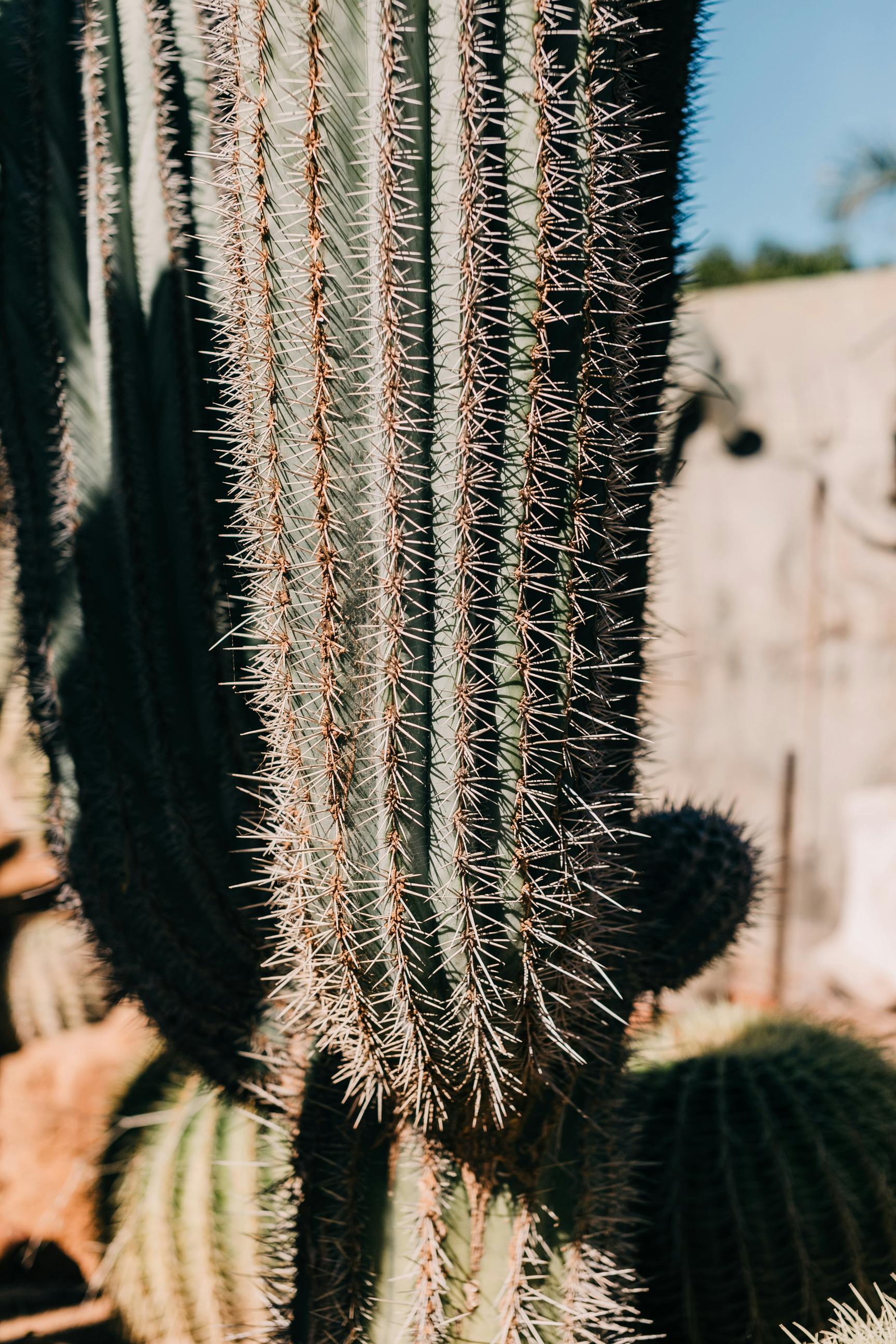 What is the most toxic plant on earth?