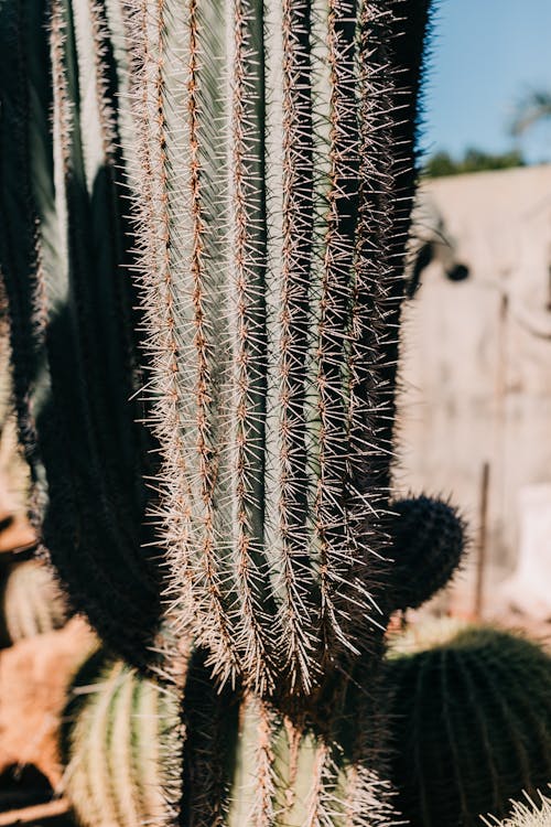 Closeup of wild succulent plant with thick fleshy stem and sharp needles growing in natural habitat