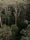 Drone view of tropical forest with trees covered with lush foliage located in hot exotic country