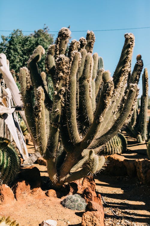 Cacti growing in arid exotic terrain