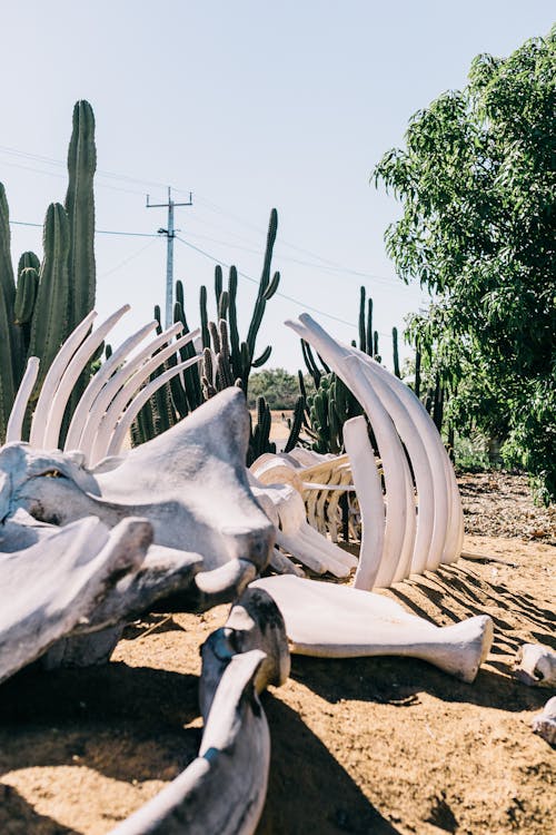 Animal skeleton in arid tropical terrain with cacti
