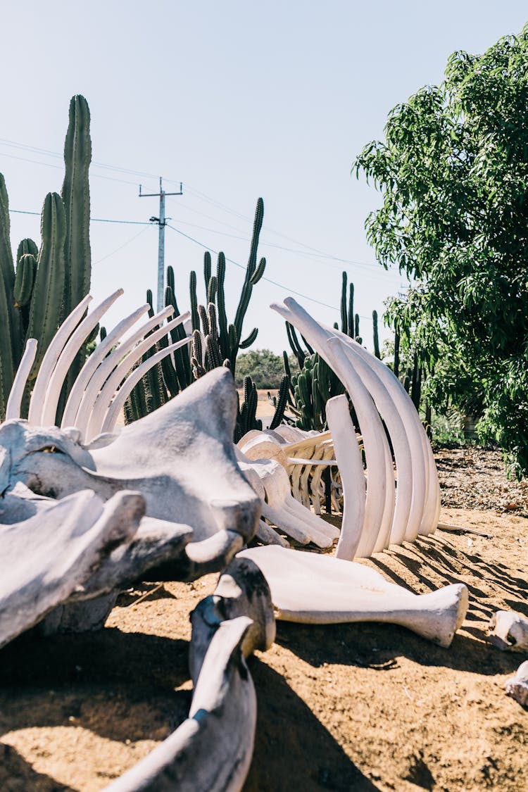 Animal Skeleton In Arid Tropical Terrain With Cacti