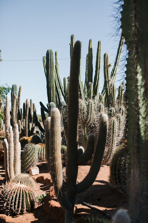 Tropical cacti growing in sandy tropical garden