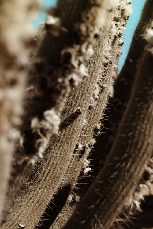 Closeup of thorny spikes of exotic cacti growing in arid dead wild valley