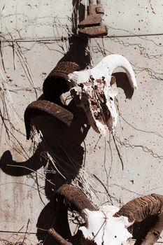 Skull with horns hanging on wall of building