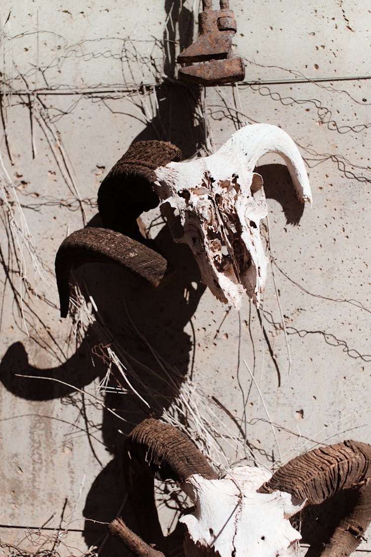 Skull With Horns Hanging On Wall Of Building