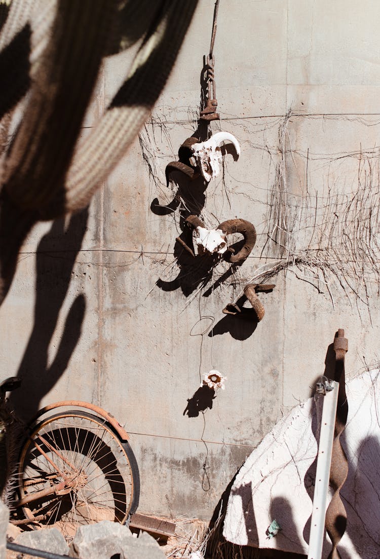 Animal Bones Hanging Under Rusty Bicycle