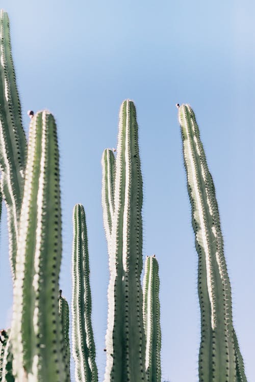 From below of tall exotic plants with sharp needles on green stem against cloudless sky in tropical park