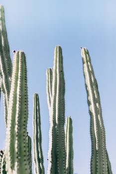 在热带公园万里无云的天空下，从下方望去，高大的外来植物长着绿色茎干和锋利的针叶
