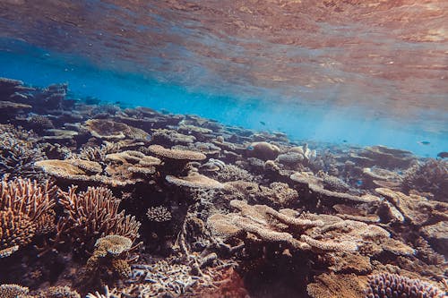 Free Beautiful Coral Reefs Underwater Stock Photo