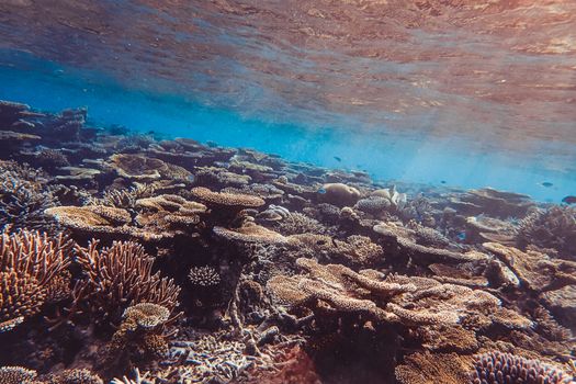 Explore the vibrant ecosystems of coral reefs teeming with marine life.