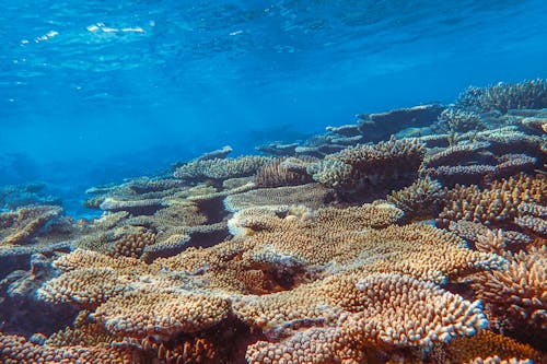 Photos gratuites de aquatique, beauté dans la nature, feuille de corail