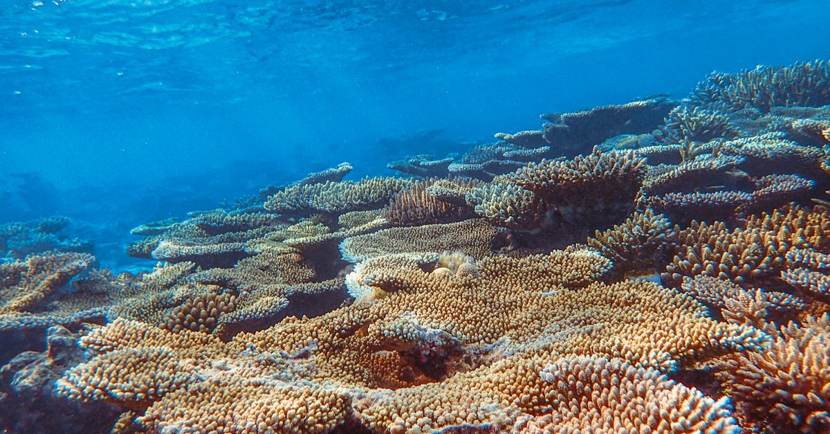 Photo by wewe yang A vibrant underwater coral reef showcasing diverse marine life in clear ocean waters.