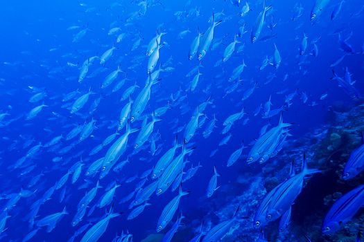 A mesmerizing underwater view of a school of fish swimming through clear blue ocean water.