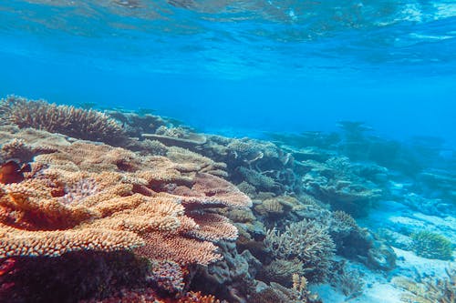 Free Brown Coral Reef Under Water Stock Photo