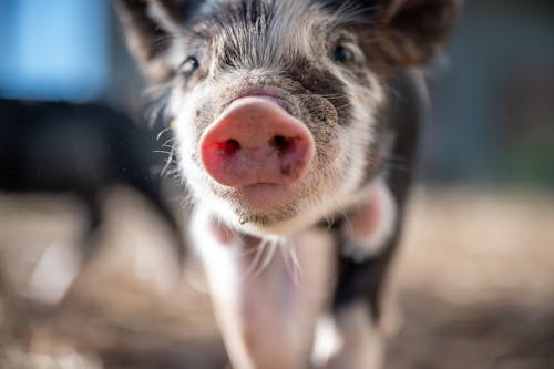 Cute mini pig on farmland
