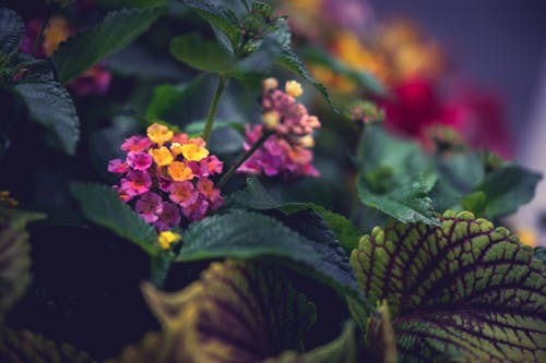 Beautiful blooming plant with yellow and pink little flowers and  with green and purple leaves called coleus