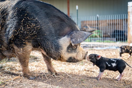 Side view of spotted mini pig and big pig sniffing noses each other and standing on farmyard at daytime