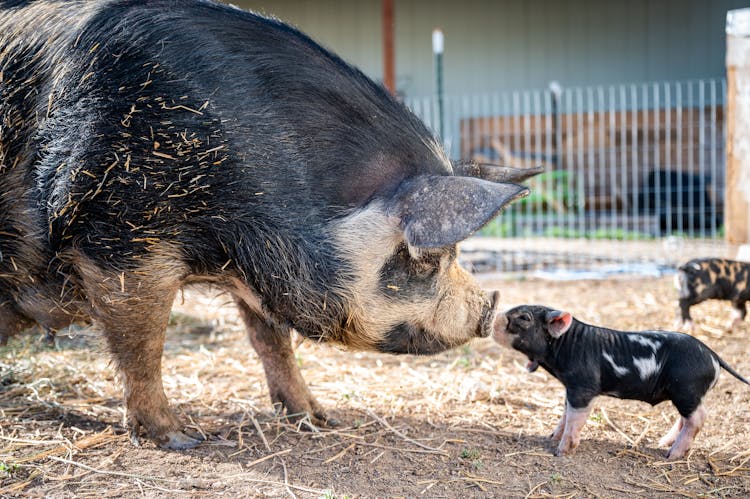 Piglet And Big Pig Touching Noses