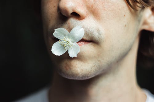 Free Crop calm male with delicate white blooming flower in mouth against blurred background Stock Photo
