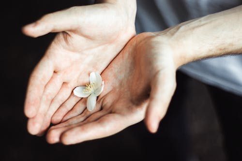 Free From above of gentle white bloom of flower in palms of crop anonymous man Stock Photo