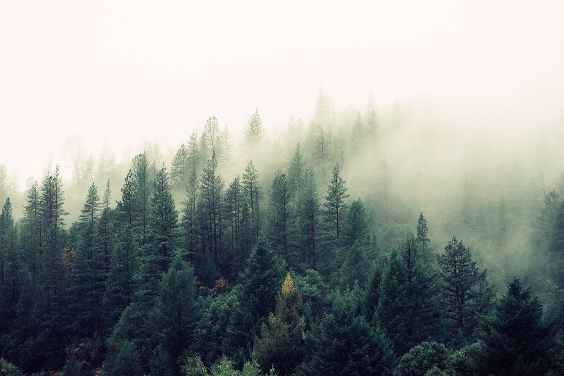 Ảnh có sẵn miễn phí về cây, có sương mù, nền rừng, rừng, sương mù ...