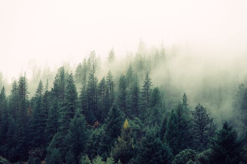 Bezpłatne Darmowe zdjęcie z galerii z drzewa, las, mgła Zdjęcie z galerii