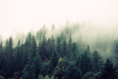 Foto profissional grátis de árvores, enevoado, floresta