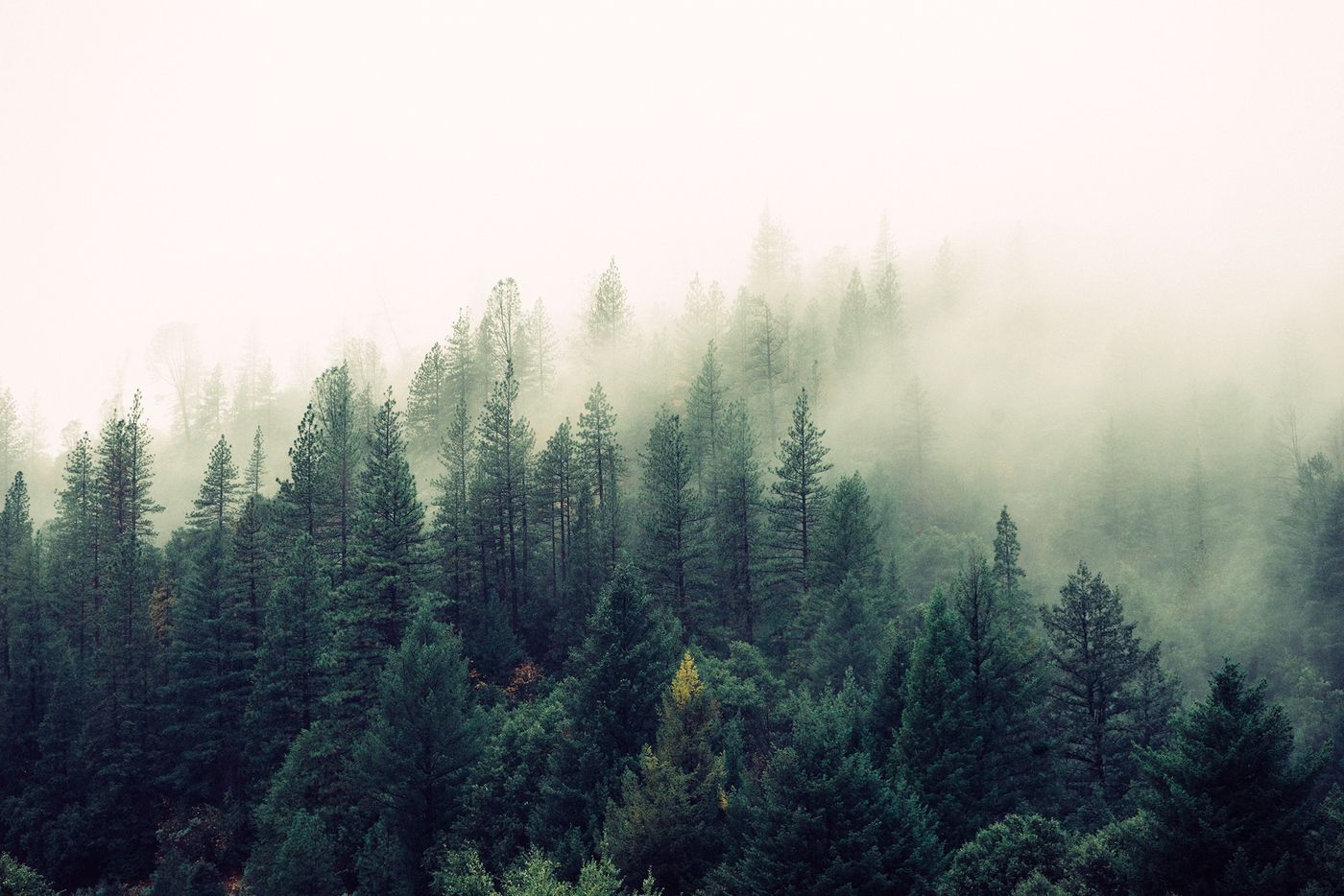 Treetops emerging through morning mist &mdash; steady support between coaching sessions