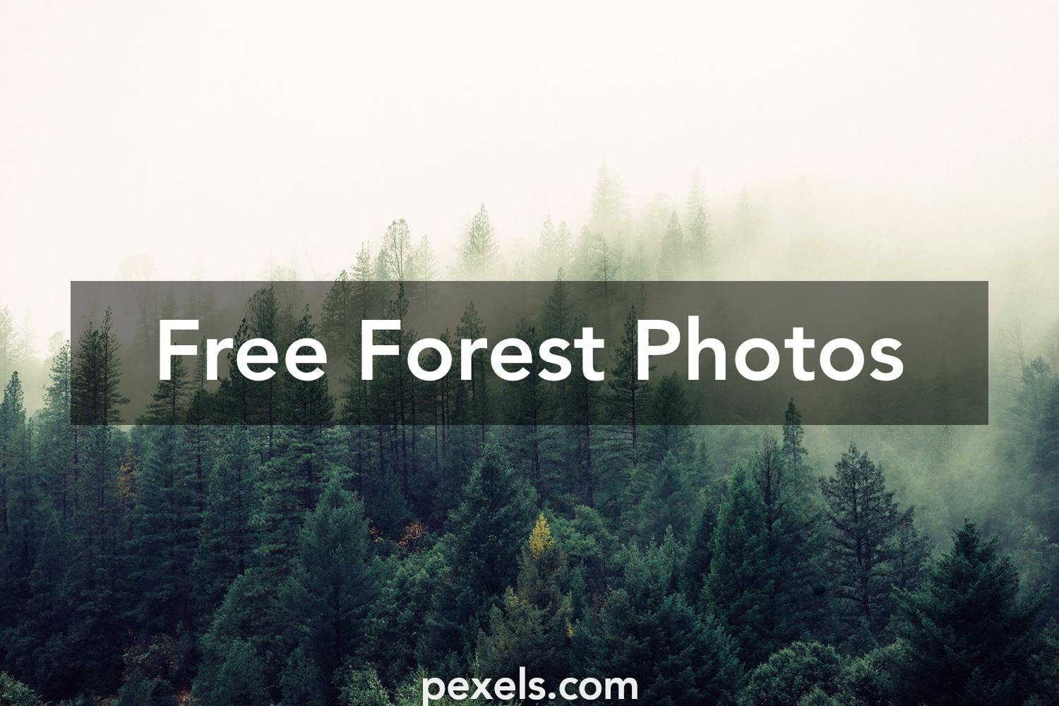 nature forest trees fog